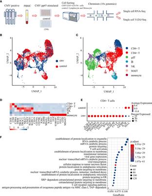 Dissecting the Landscape of Activated CMV-Stimulated CD4+ T Cells in Humans by Linking Single-Cell RNA-Seq With T-Cell Receptor Sequencing